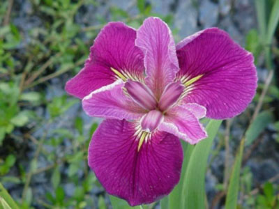 Louisiana Iris - Mighty Rich